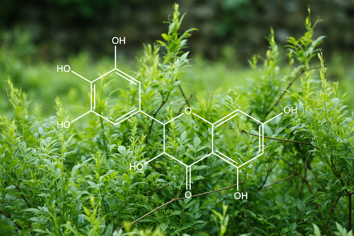 Dihydromyricetin Chemical Structure